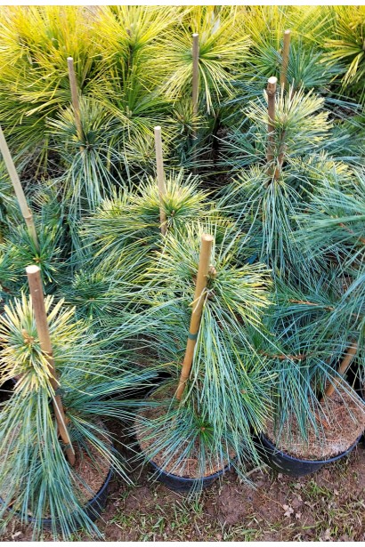 Pinus strobus ’Pacific Sunrise’ полив